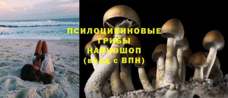 Псилоцибиновые грибы Psilocybe  Аркадак 